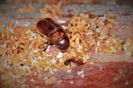 A male red turpentine beetle at the entrance to a female’s gallery. Female is visible blocking the gallery entrance