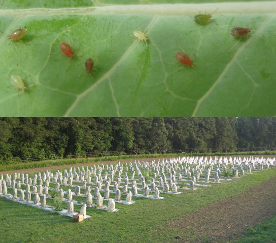 Top: Different genotypes of the green peach aphid; Bottom: A field experiment to test the effect of contemporary aphid evolution on plants