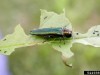 Emerald Ash Borer – marking 10 years of research